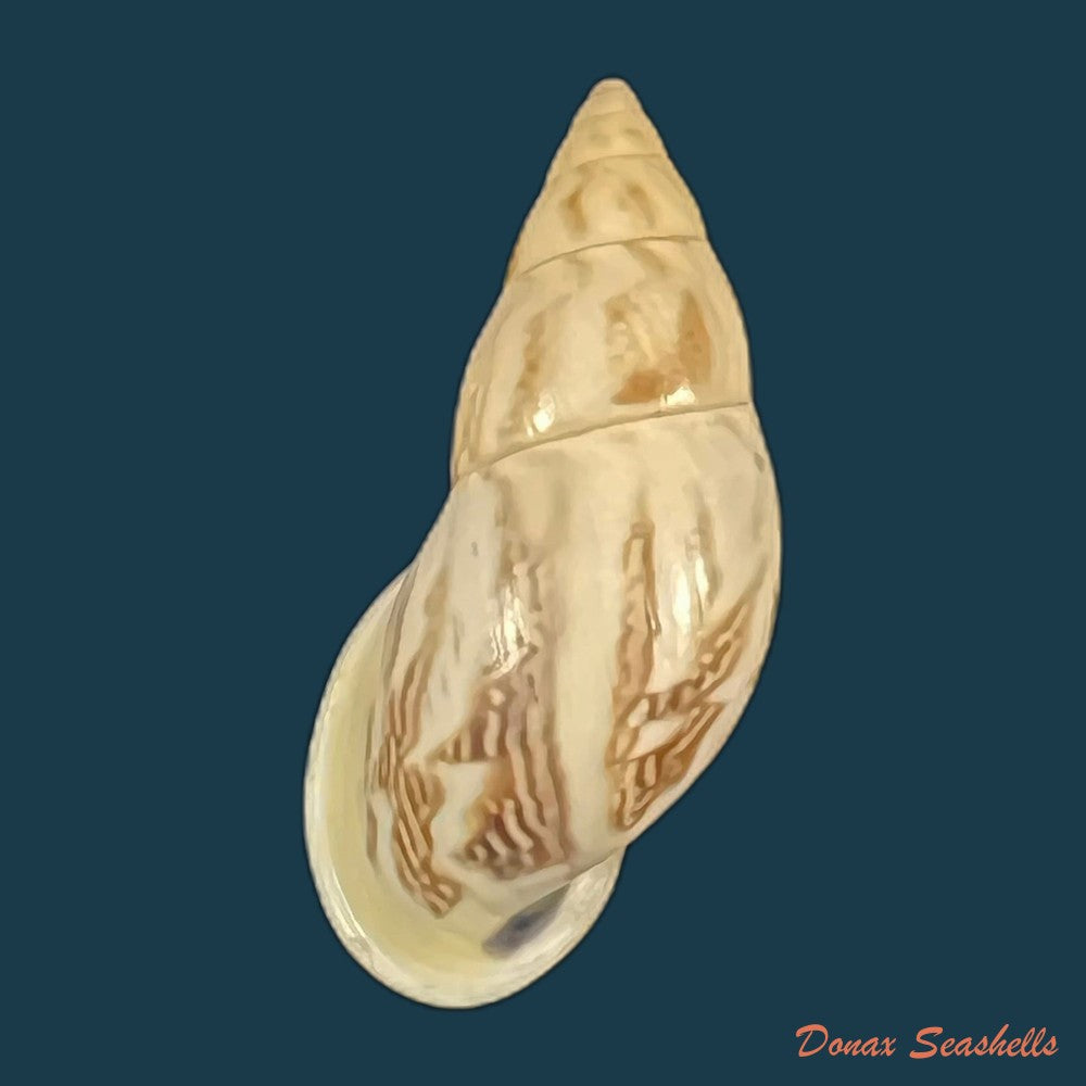 drymaeus-sp-30-5mm-copia