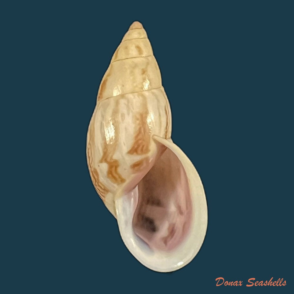 drymaeus-sp-30-5mm-copia