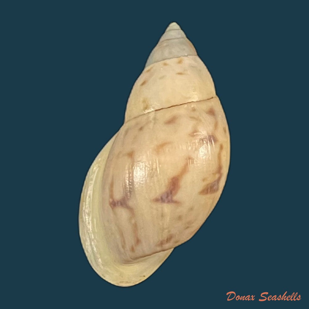 drymaeus-sp-31-9mm-copia