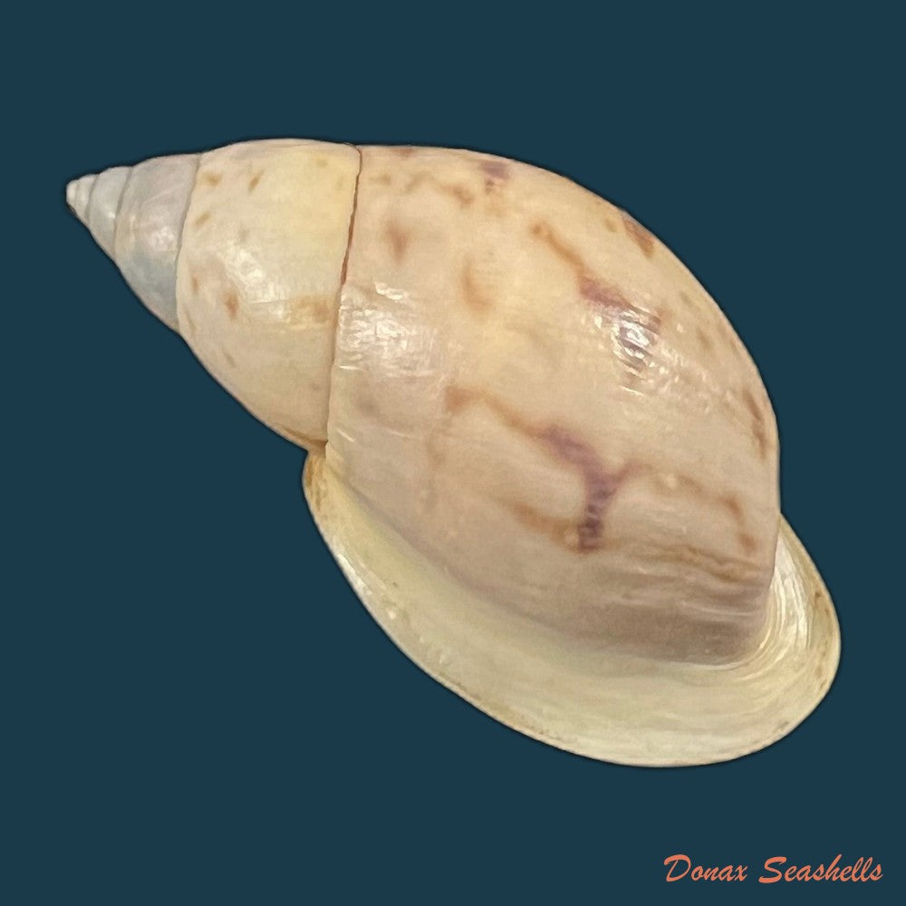 drymaeus-sp-31-9mm-copia