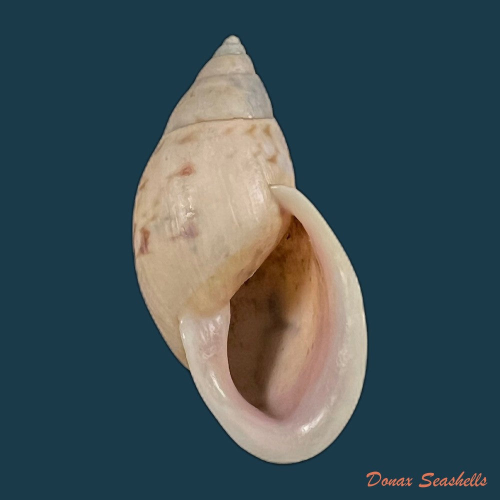 drymaeus-sp-31-9mm-copia