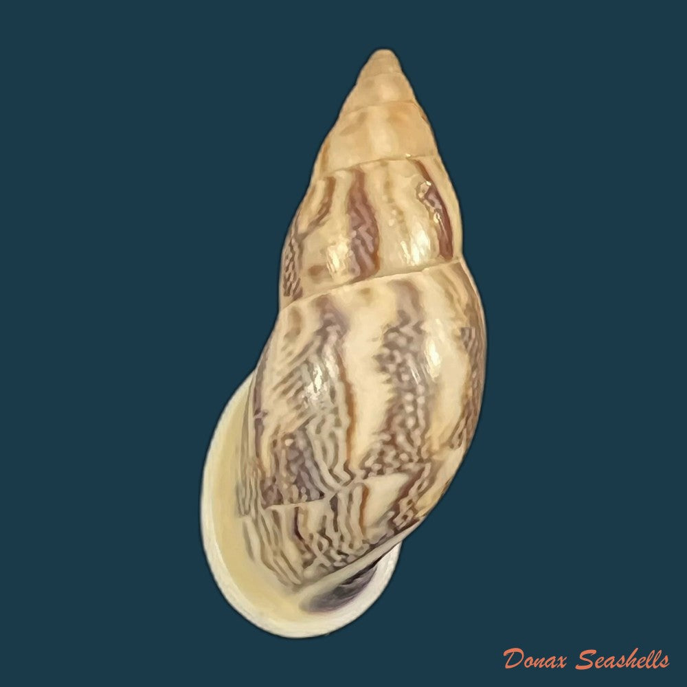 drymaeus-sp-31mm-copia-1