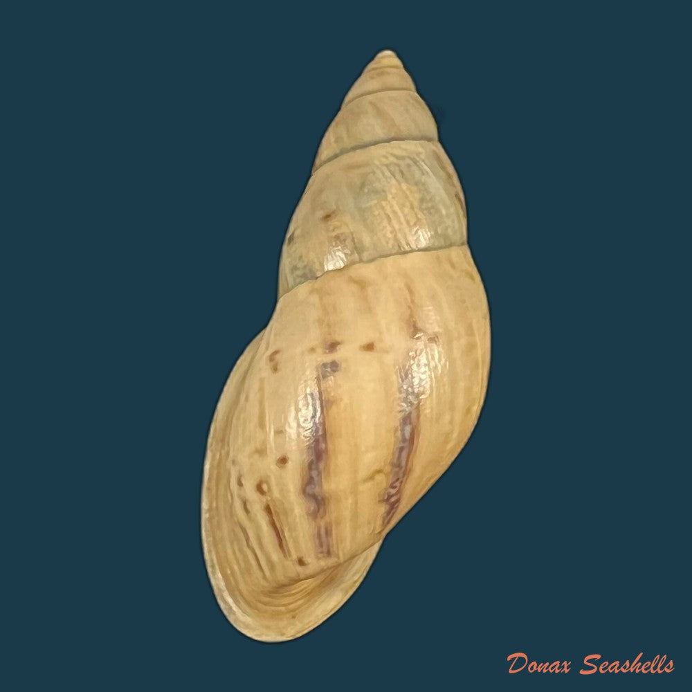 drymaeus-sp-31mm-copia