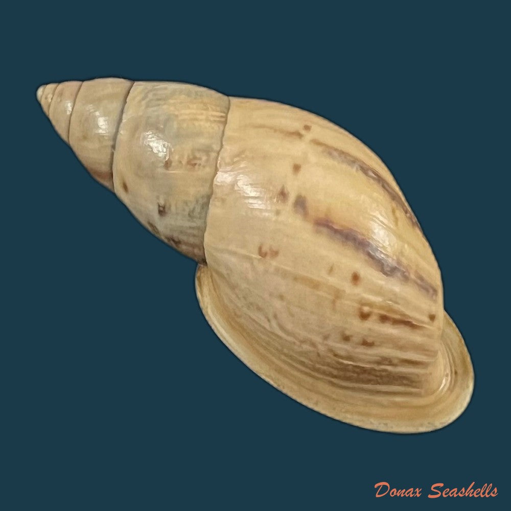 drymaeus-sp-31mm-copia