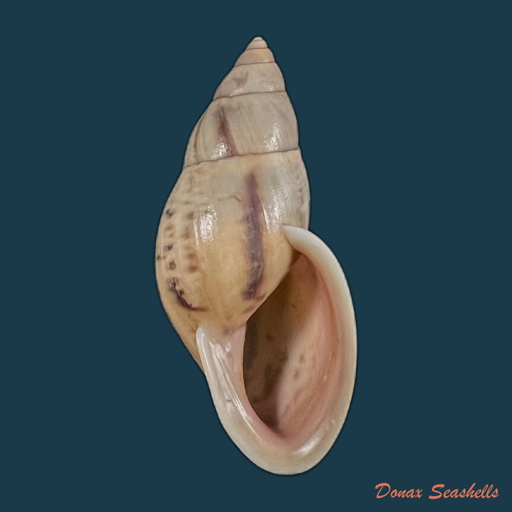 drymaeus-sp-31mm-copia