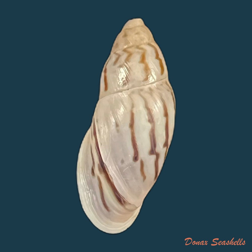 drymaeus-sp-32-6mm-copia
