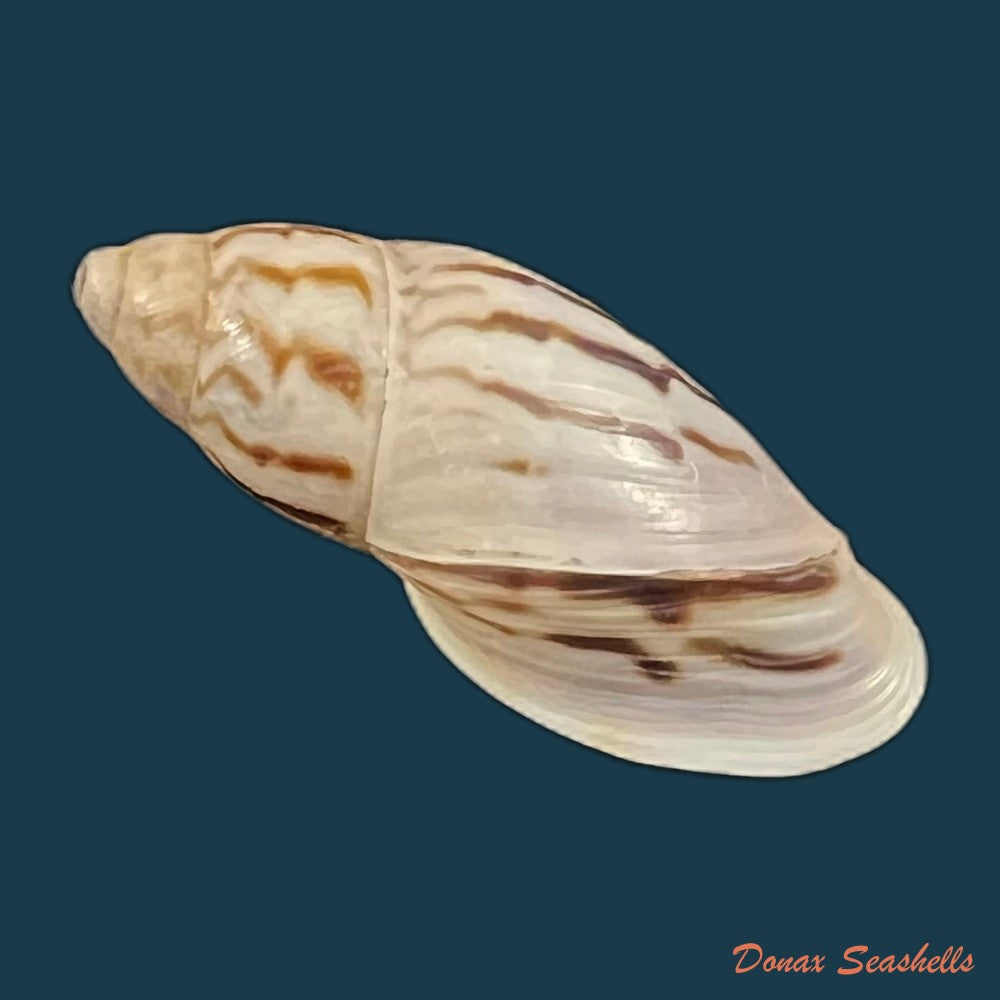 drymaeus-sp-32-6mm-copia