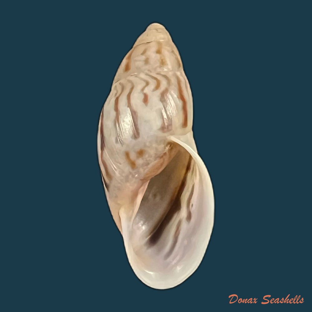 drymaeus-sp-32-6mm-copia