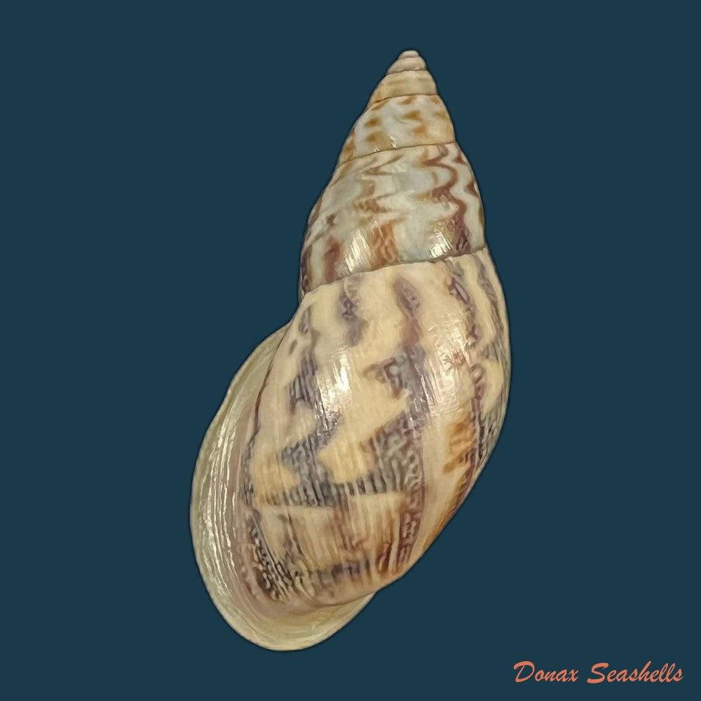 drymaeus-sp-33-8mm-copia