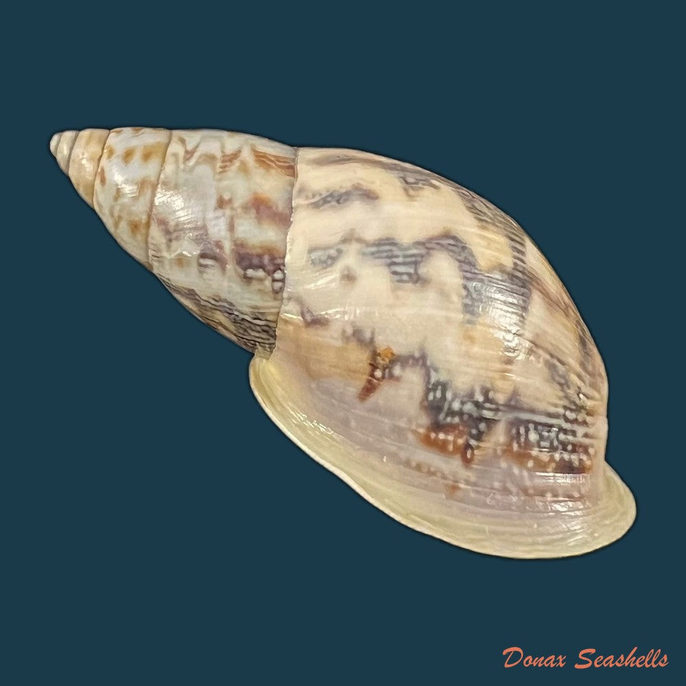 drymaeus-sp-33-8mm-copia