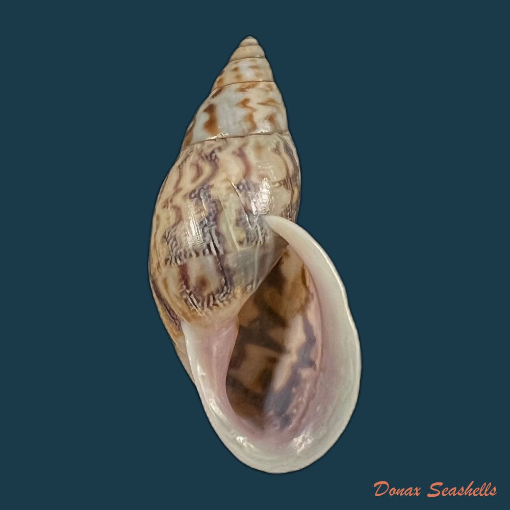 drymaeus-sp-33-8mm-copia