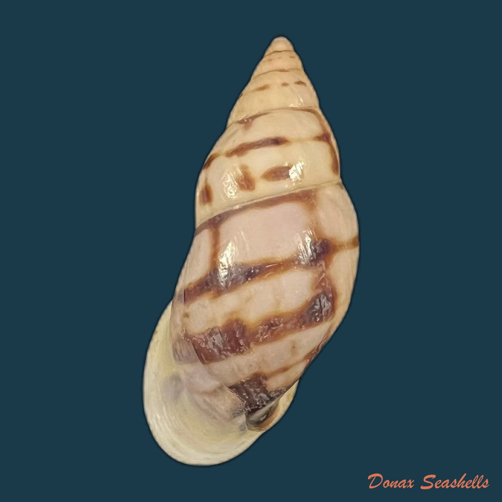 drymaeus-sp-34-3mm-copia