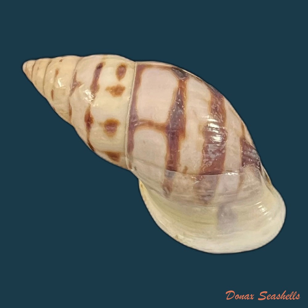 drymaeus-sp-34-3mm-copia