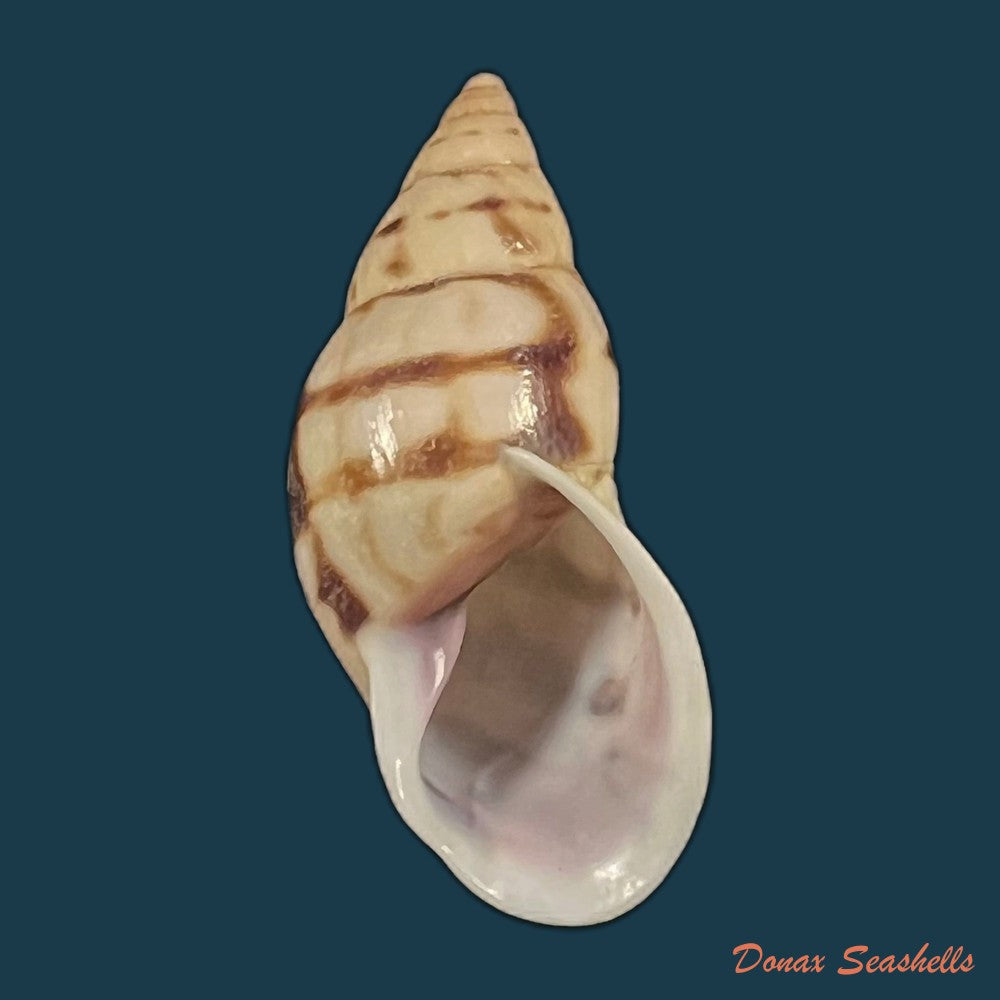 drymaeus-sp-34-3mm-copia