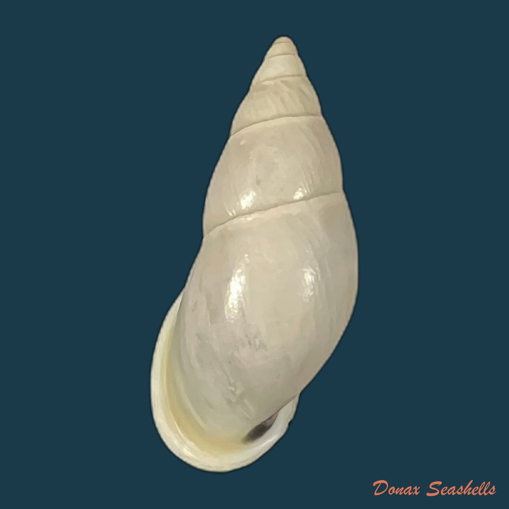 drymaeus-sp-34-6mm-copia