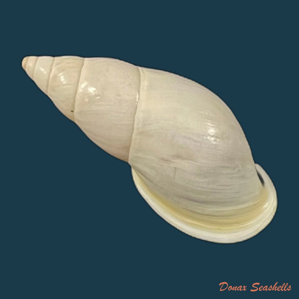 drymaeus-sp-34-6mm-copia