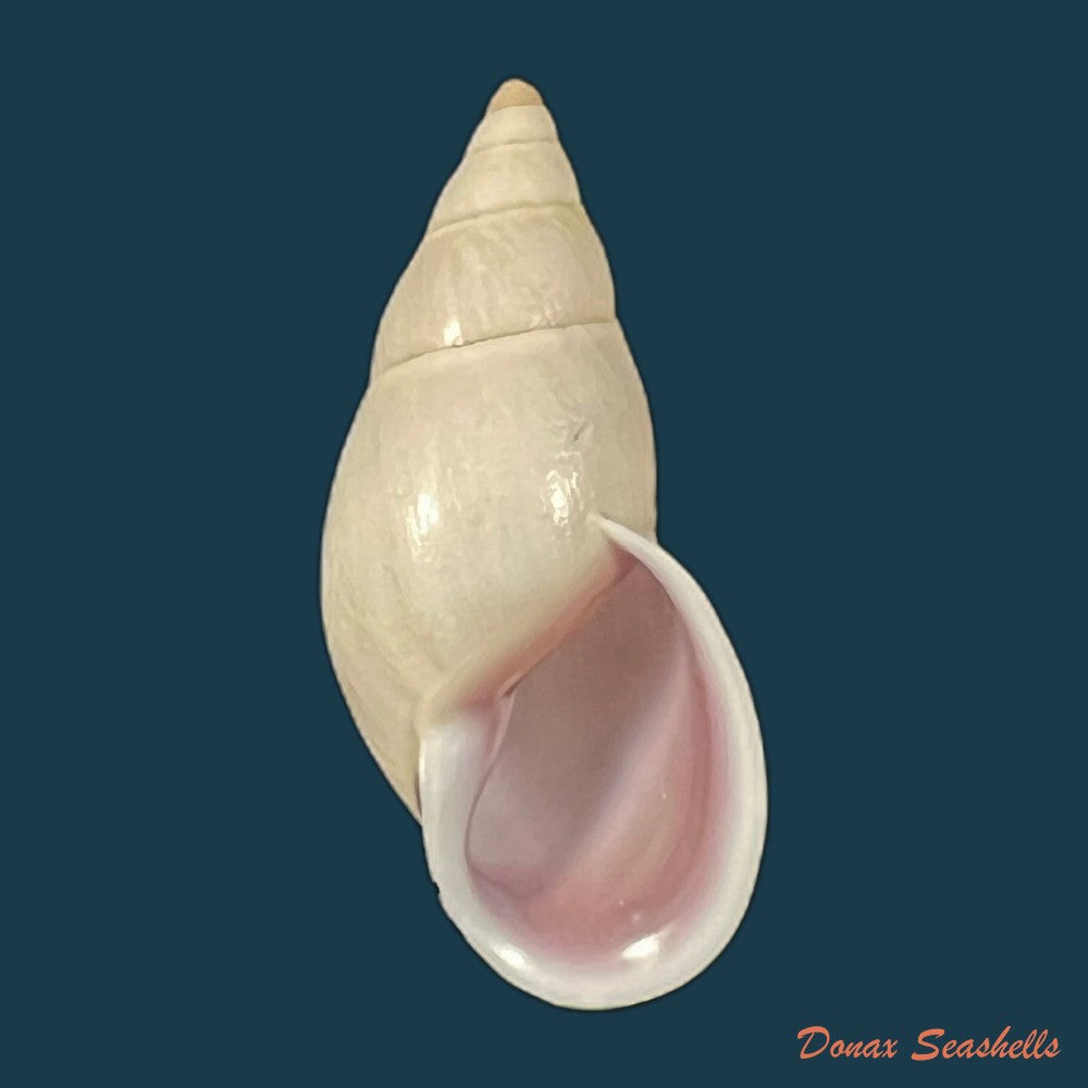 drymaeus-sp-34-6mm-copia