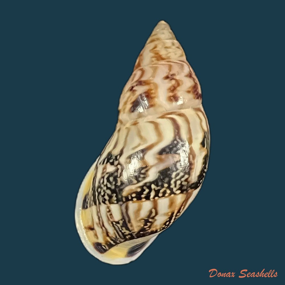 drymaeus-sp-36-2mm-copia