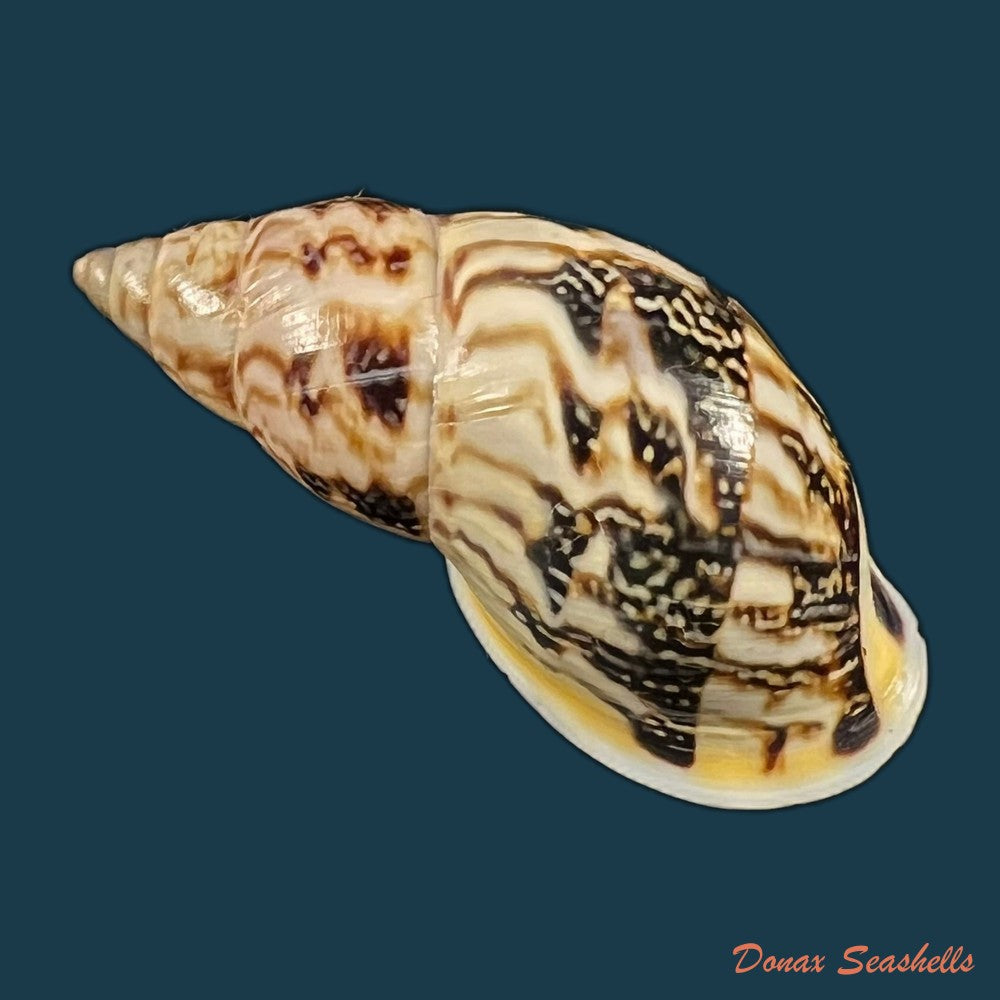 drymaeus-sp-36-2mm-copia