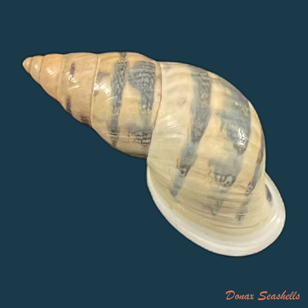 drymaeus-sp-37-1mm-copia