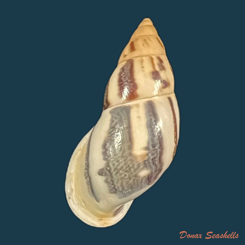 drymaeus-sp-39-3mm-copia