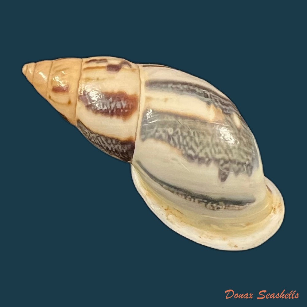 drymaeus-sp-39-3mm-copia
