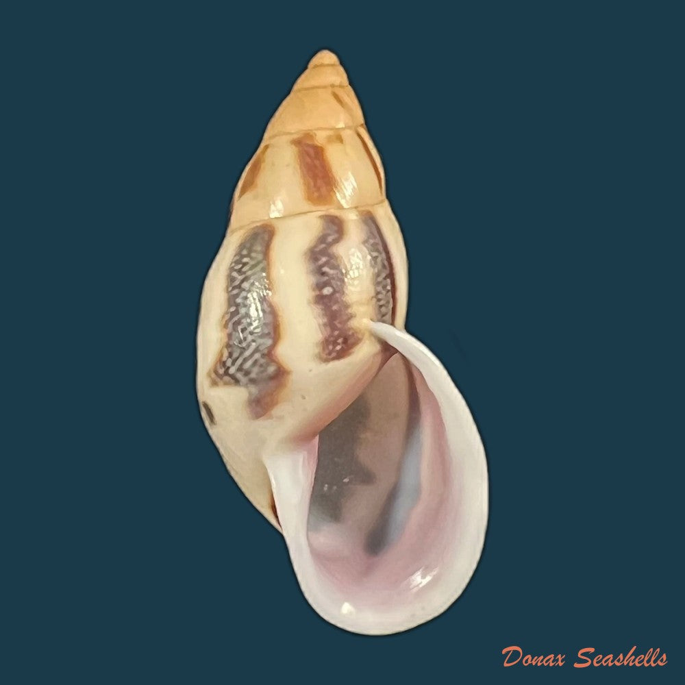 drymaeus-sp-39-3mm-copia