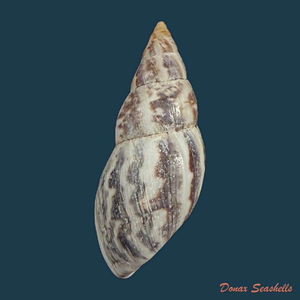 drymaeus-subsemiclausus-petit-de-la-saussaye-1843-23-3mm-copia