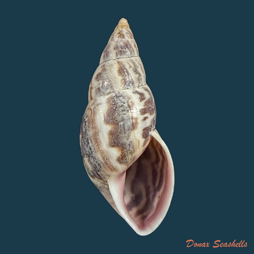 drymaeus-subsemiclausus-petit-de-la-saussaye-1843-23-3mm-copia