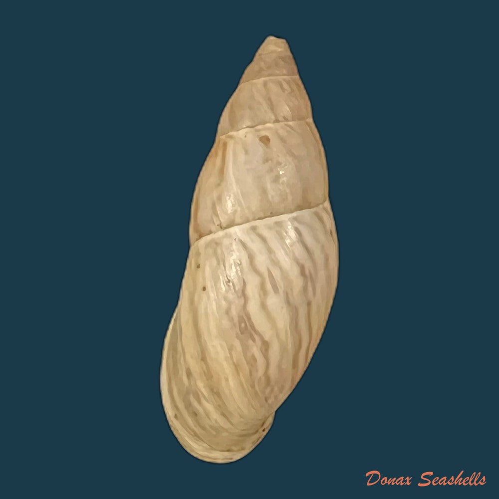 drymaeus-sykesi-s-i-da-costa-1906-30-8mm-copia