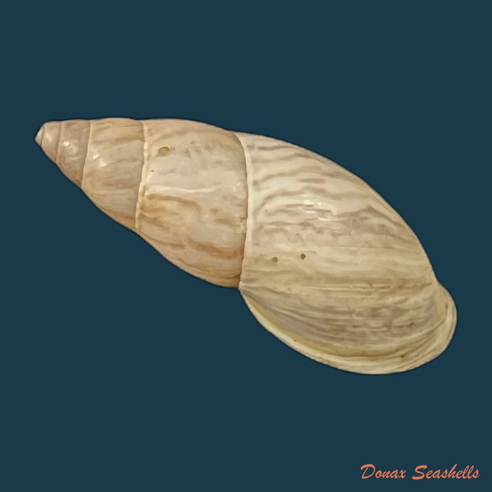 drymaeus-sykesi-s-i-da-costa-1906-30-8mm-copia