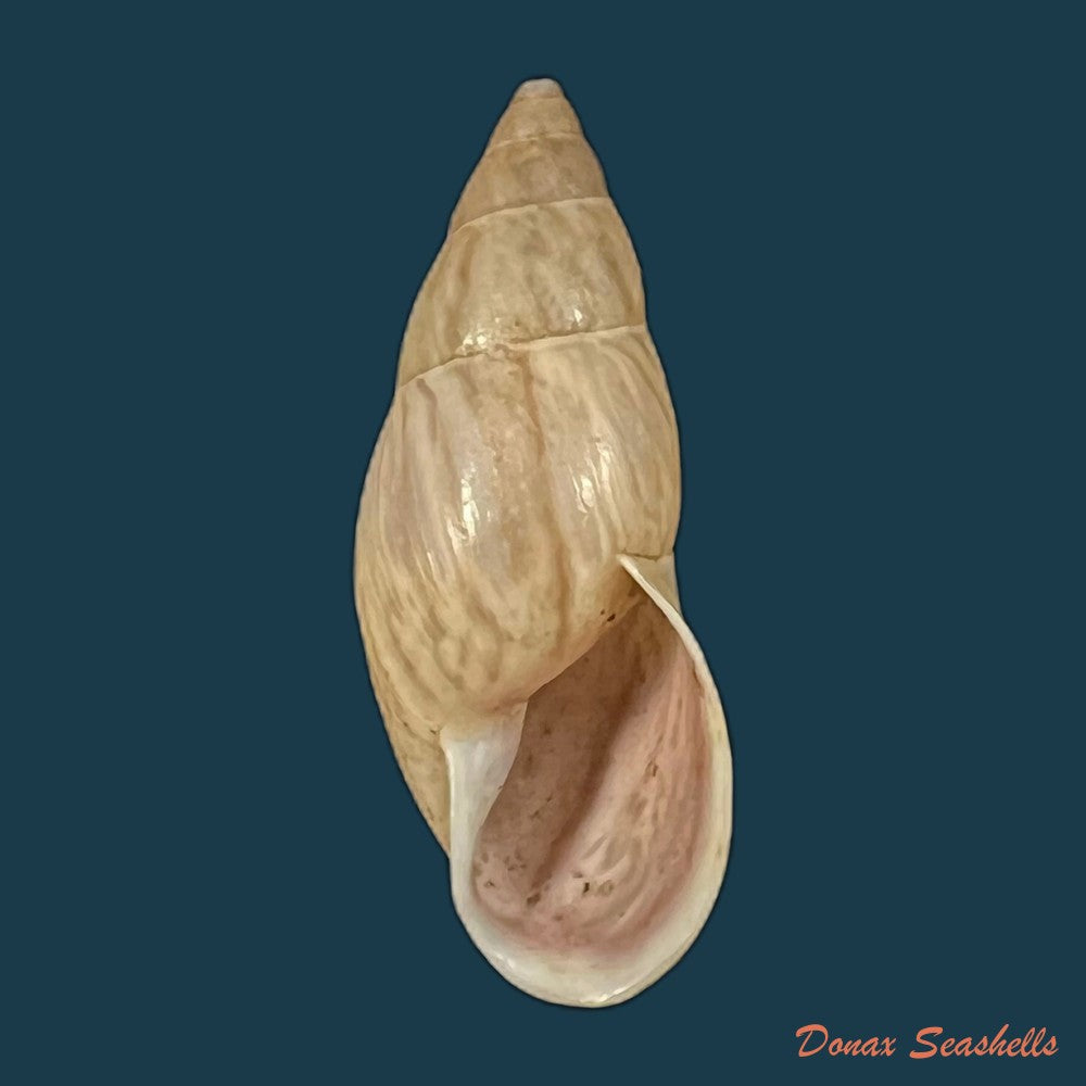 drymaeus-sykesi-s-i-da-costa-1906-30-8mm-copia
