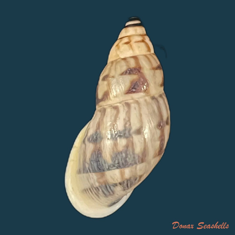 drymaeus-volsus-fulton-1907-28-7mm-copia