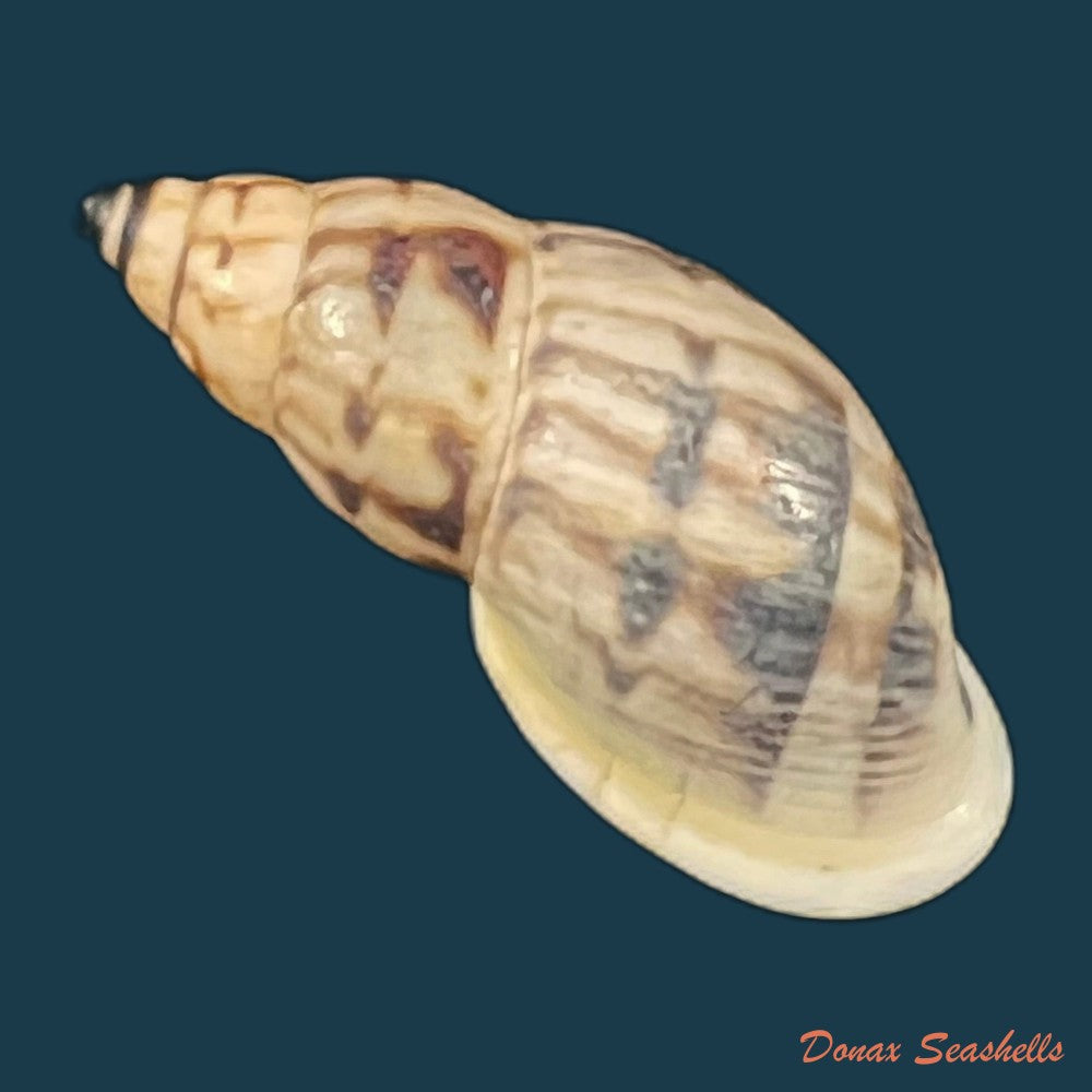 drymaeus-volsus-fulton-1907-28-7mm-copia