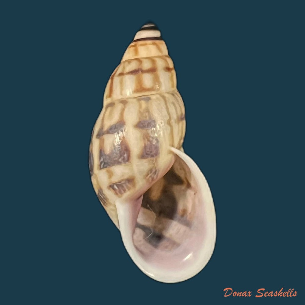 drymaeus-volsus-fulton-1907-28-7mm-copia