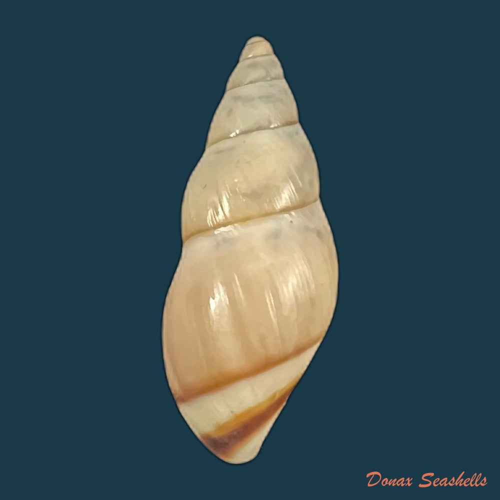drymaeus-yungasensis-a-dorbigny-1837-29-2mm-copia