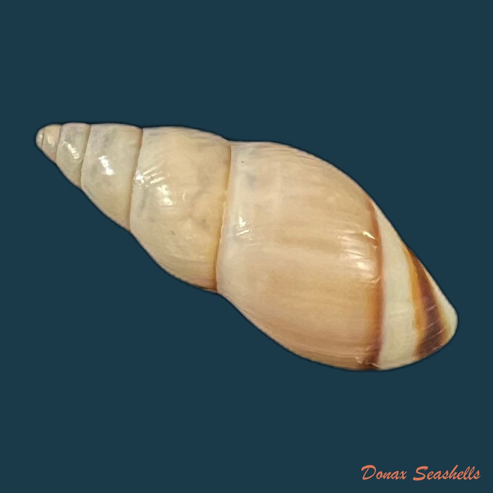 drymaeus-yungasensis-a-dorbigny-1837-29-2mm-copia