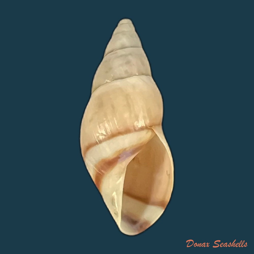 drymaeus-yungasensis-a-dorbigny-1837-29-2mm-copia