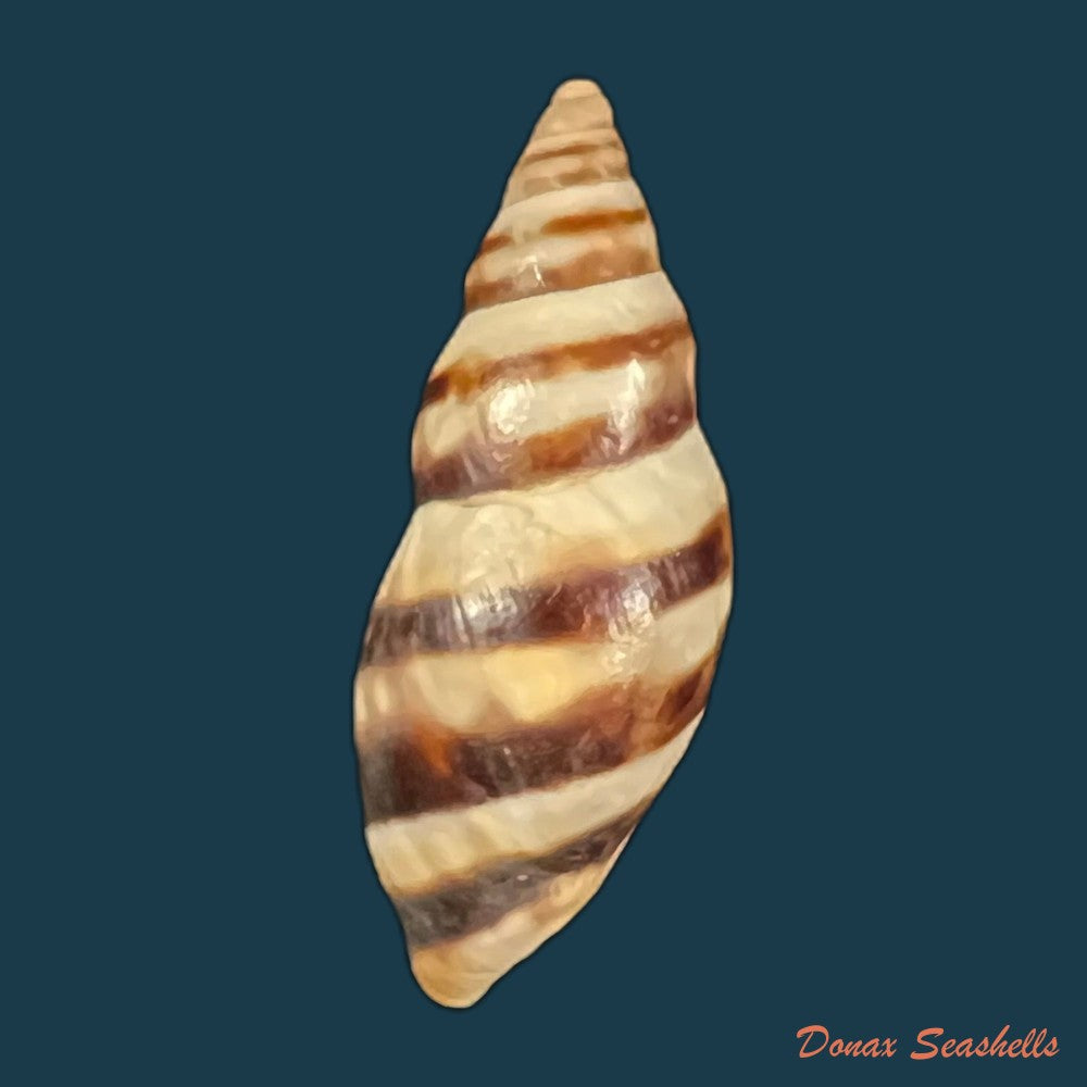 drymaeus-ziczac-s-i-da-costa-1898-27-4mm-copia