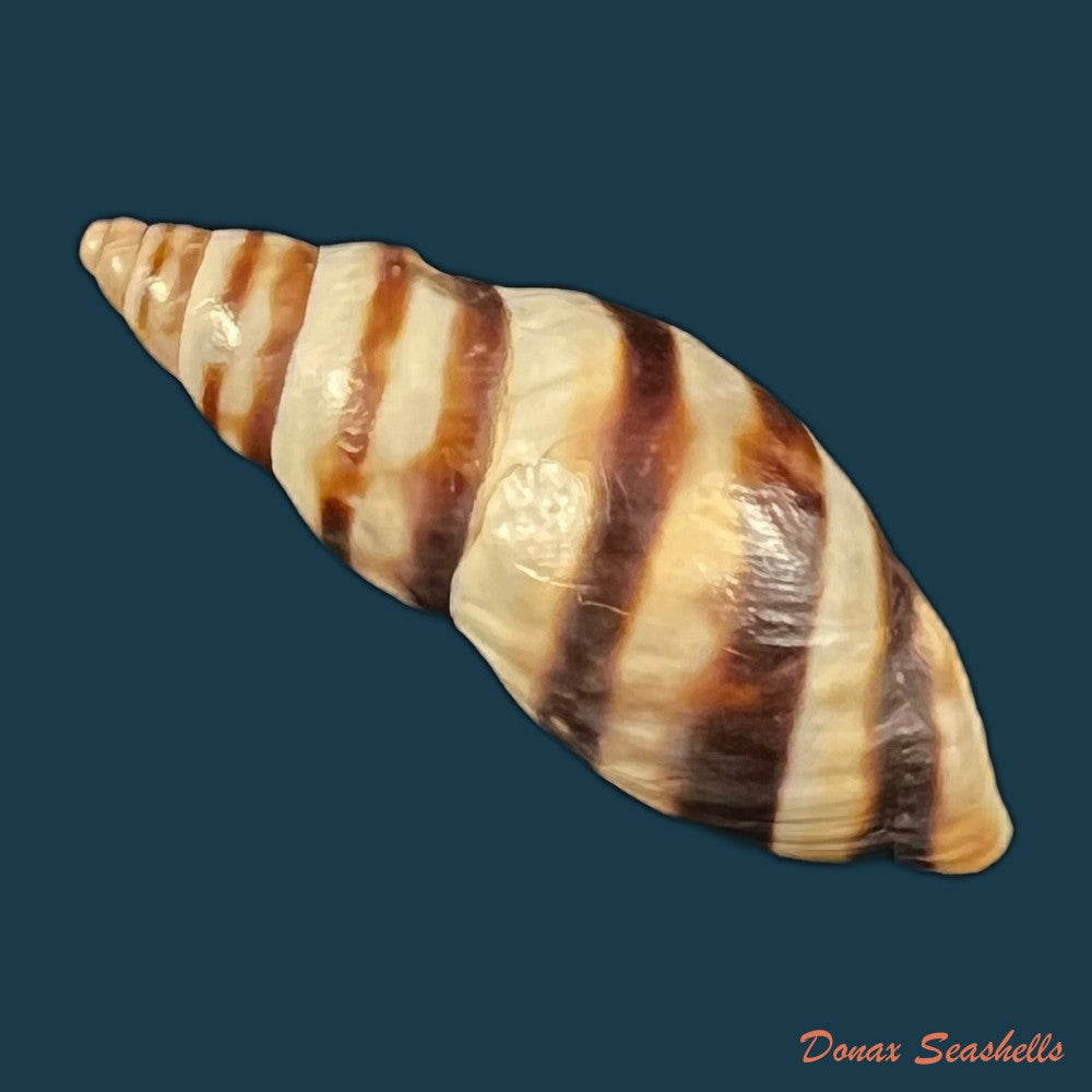 drymaeus-ziczac-s-i-da-costa-1898-27-4mm-copia