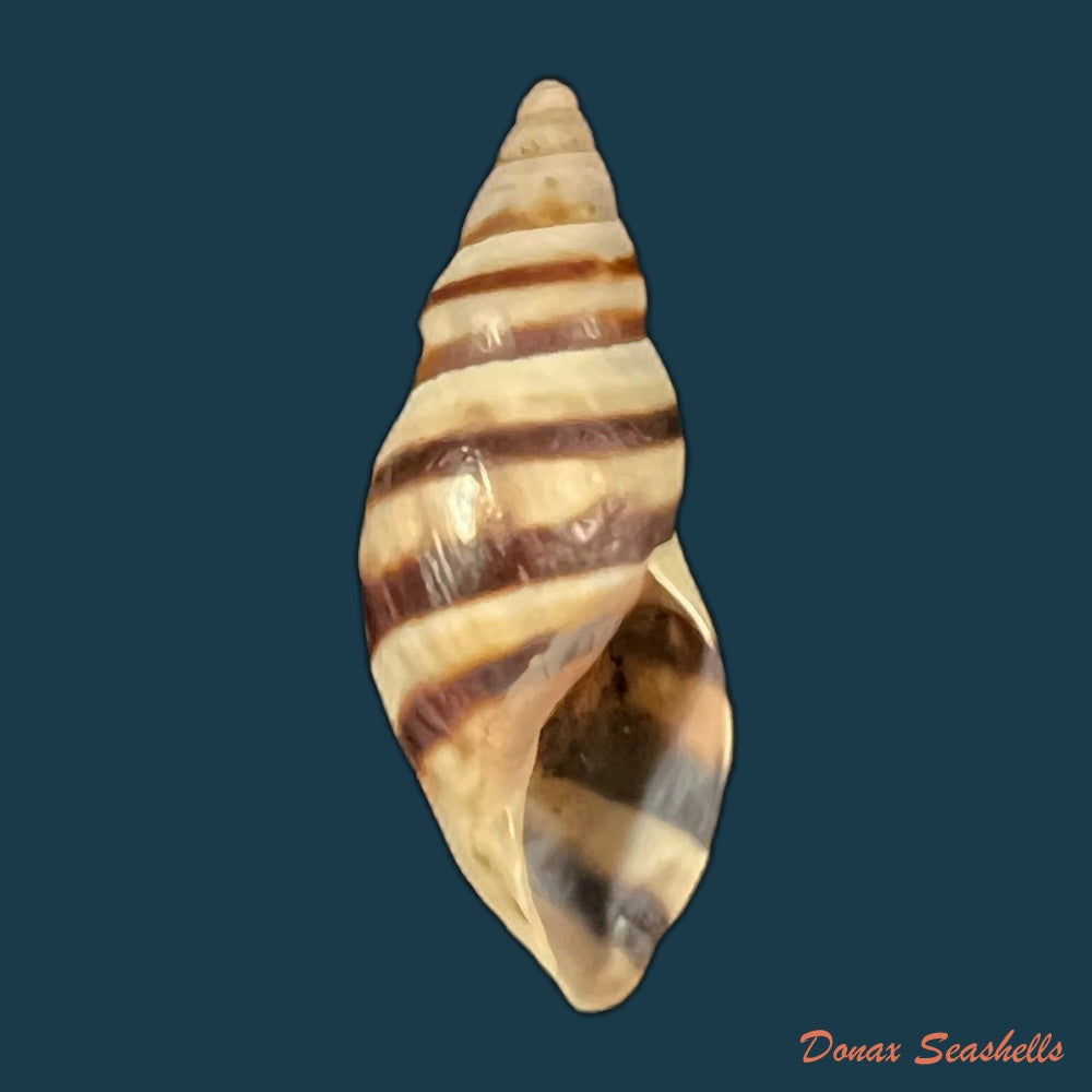 drymaeus-ziczac-s-i-da-costa-1898-27-4mm-copia
