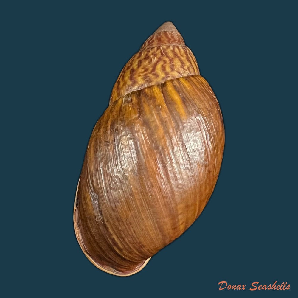 dryptus-moritzianus-l-pfeiffer-1847-73-3mm-copia