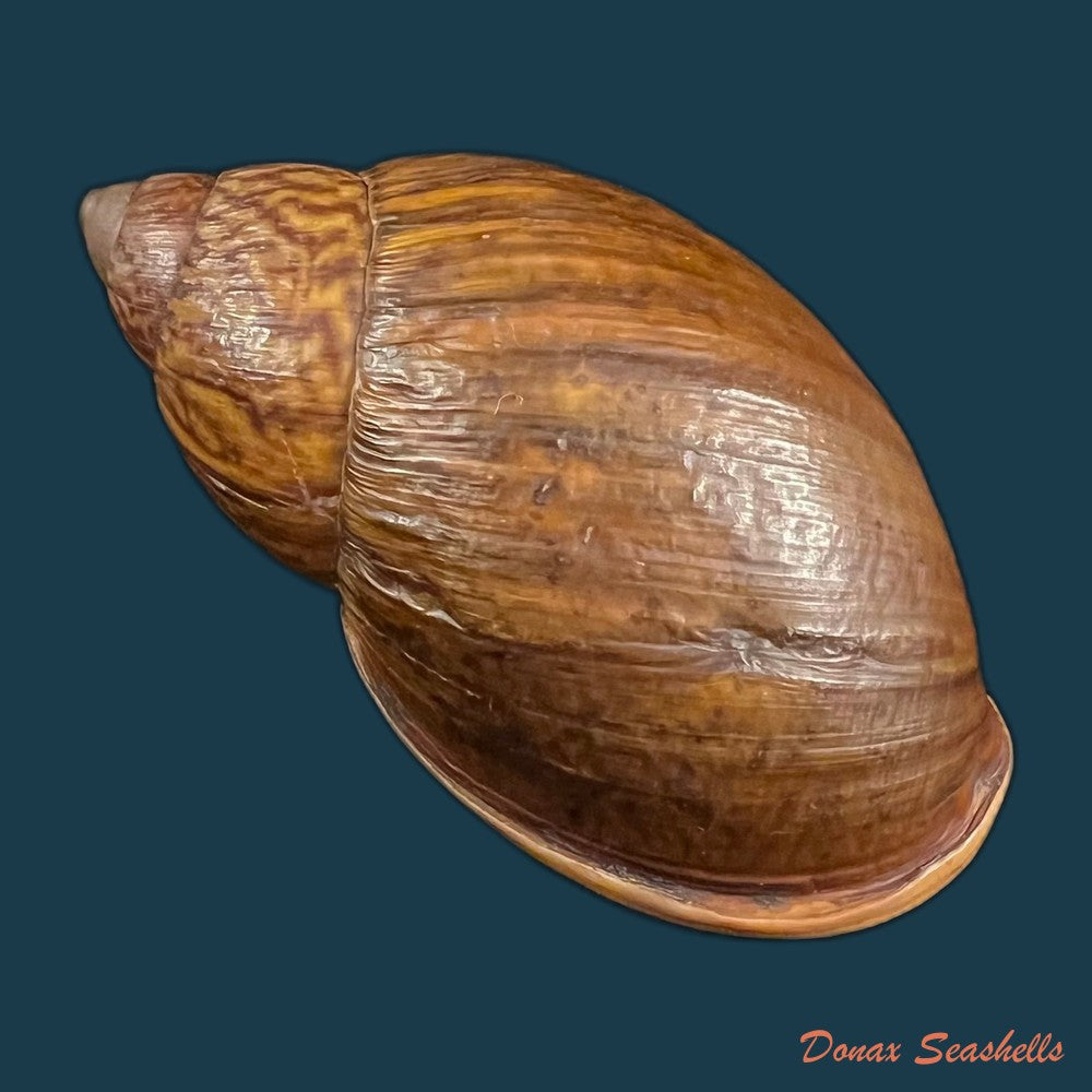 dryptus-moritzianus-l-pfeiffer-1847-73-3mm-copia
