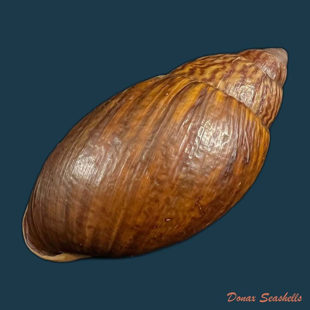 dryptus-moritzianus-l-pfeiffer-1847-73-3mm-copia