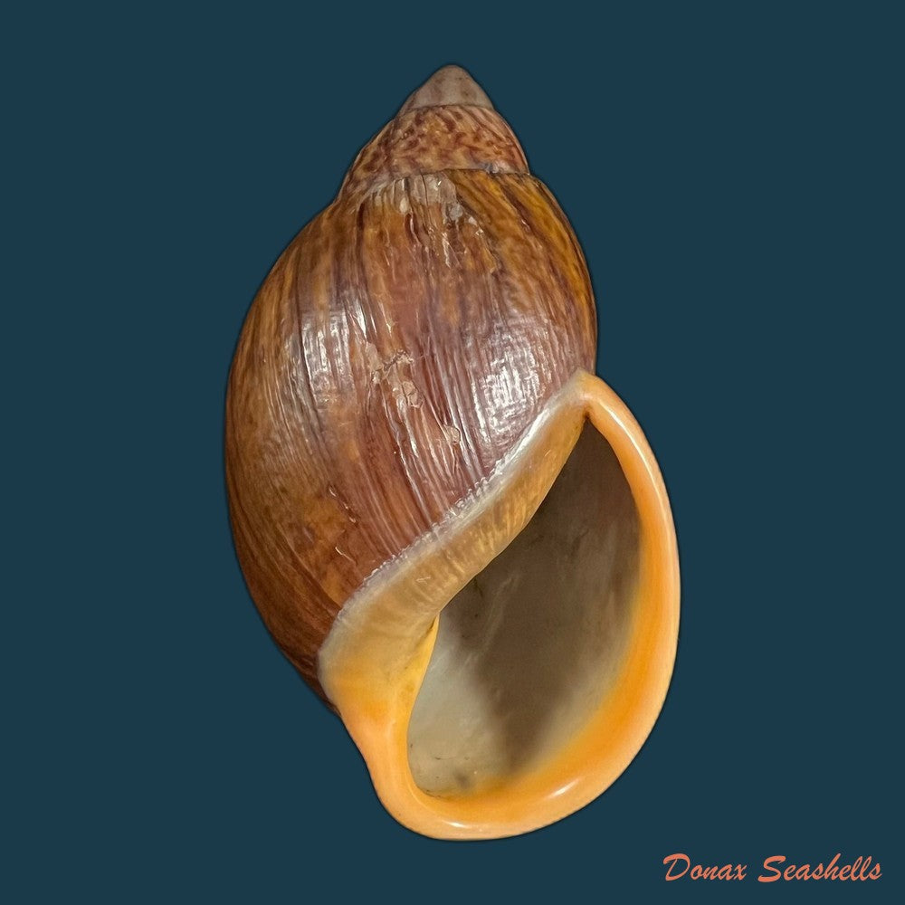 dryptus-moritzianus-l-pfeiffer-1847-73-3mm-copia