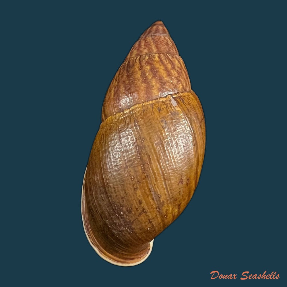 dryptus-pardalis-a-ferussac-1821-99-1mm-copia
