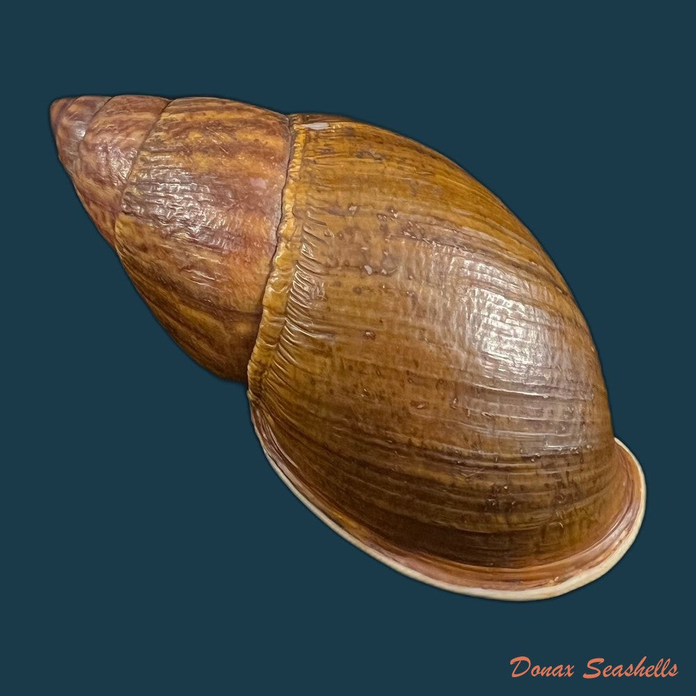 dryptus-pardalis-a-ferussac-1821-99-1mm-copia