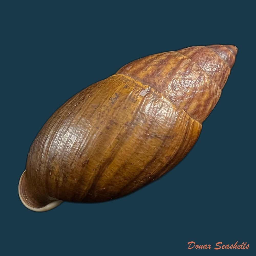 dryptus-pardalis-a-ferussac-1821-99-1mm-copia