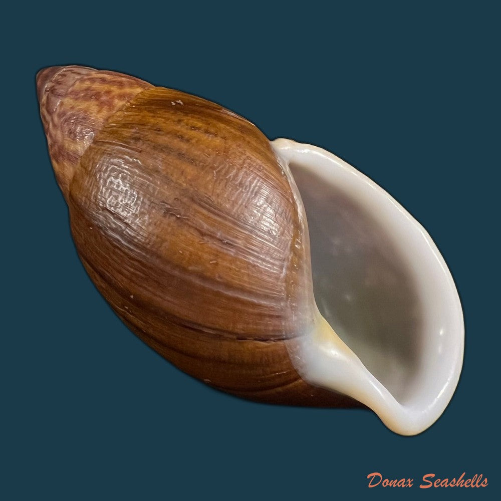 dryptus-pardalis-a-ferussac-1821-99-1mm-copia