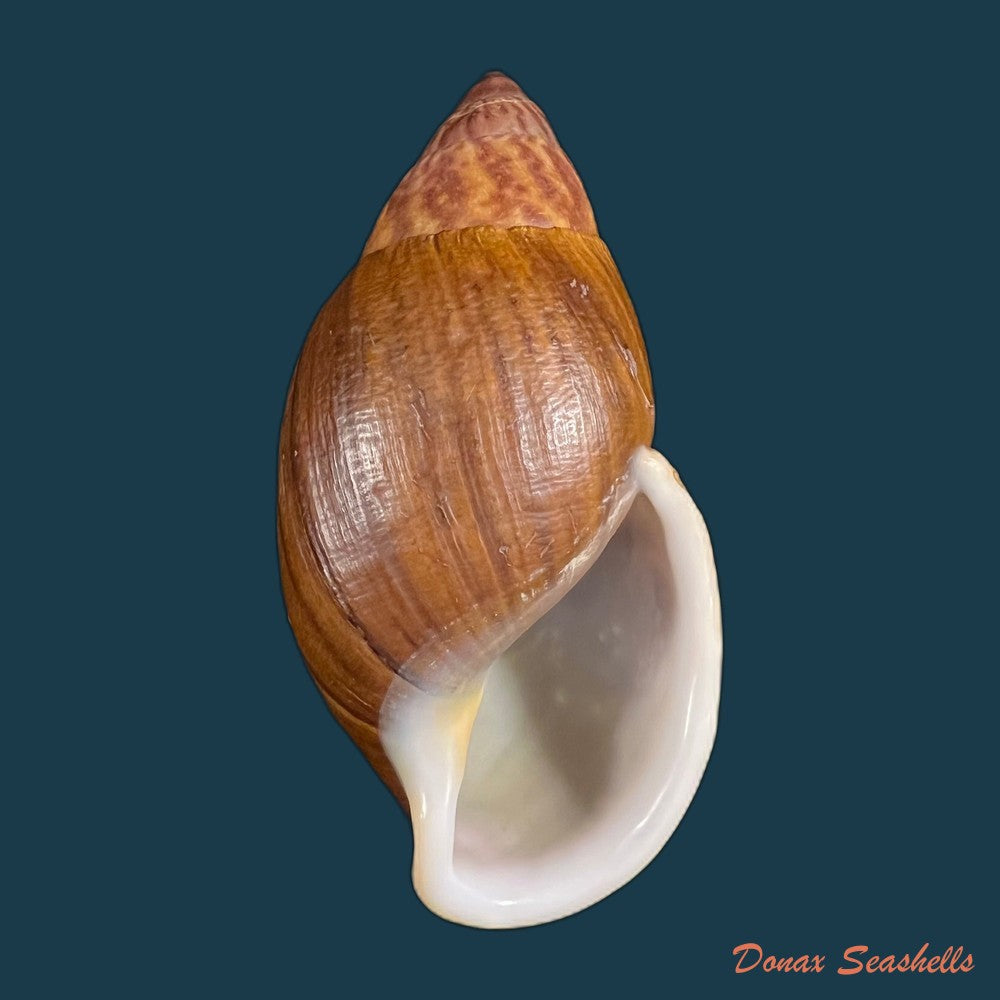 dryptus-pardalis-a-ferussac-1821-99-1mm-copia